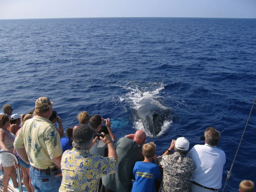 Sunset sailing with whale sightings on Pau Hana