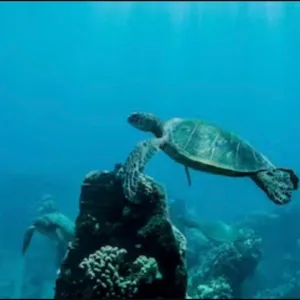 Snorkelers swimming near Molokini Crater and turtles