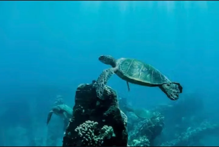 Snorkelers swimming near Molokini Crater and turtles