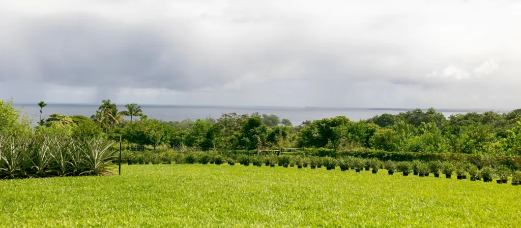 Guests sampling tea during farm tour surrounded by greenery