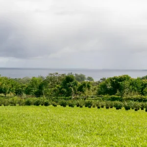 Guests sampling tea during farm tour surrounded by greenery