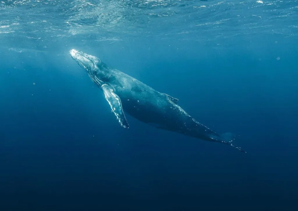 Watching whales breach near the shoreline