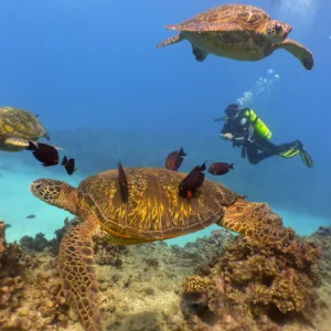 Scuba dive at Electric Beach’s shallow reef area