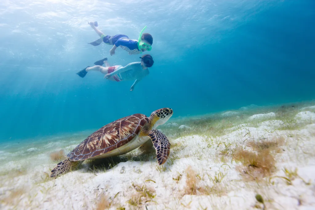 Snorkelers swimming in Turtle Canyon waters
