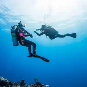 Scuba diver exploring underwater marine life during dive