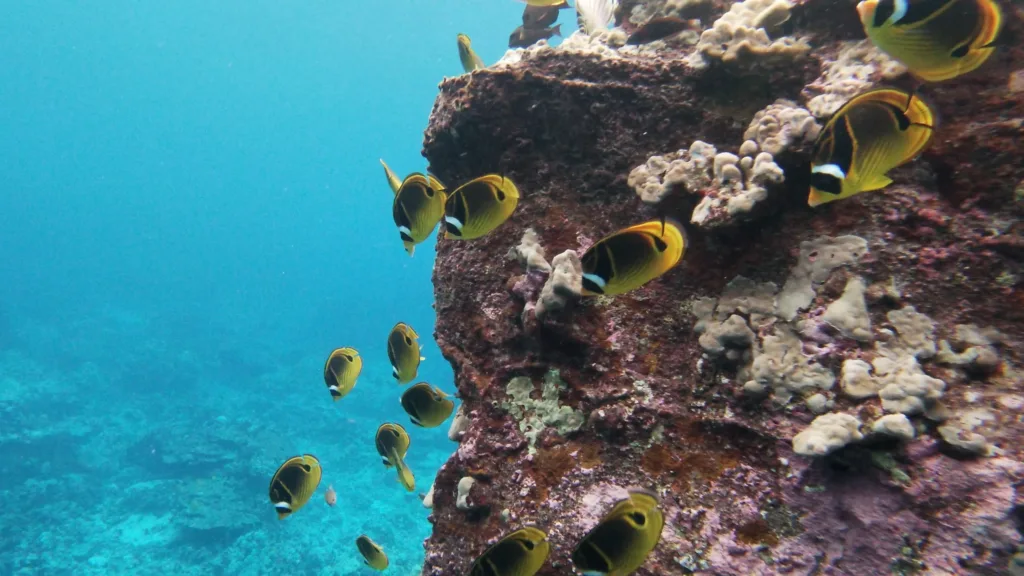 Snorkel fishing charter aboard Ms Conduct in Kona waters