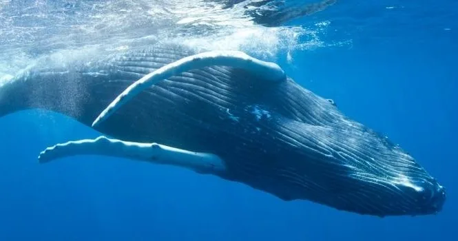 Whale watching tour along Na Pali Coast Maui