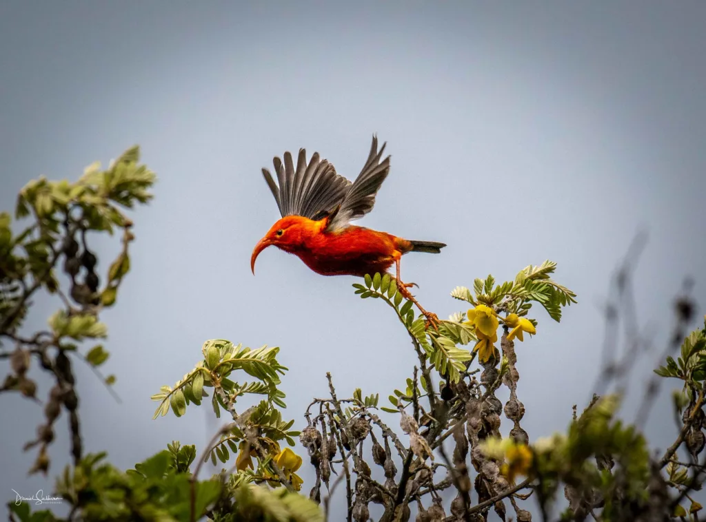 Birdwatchers observing native birds in lush Maui forest
