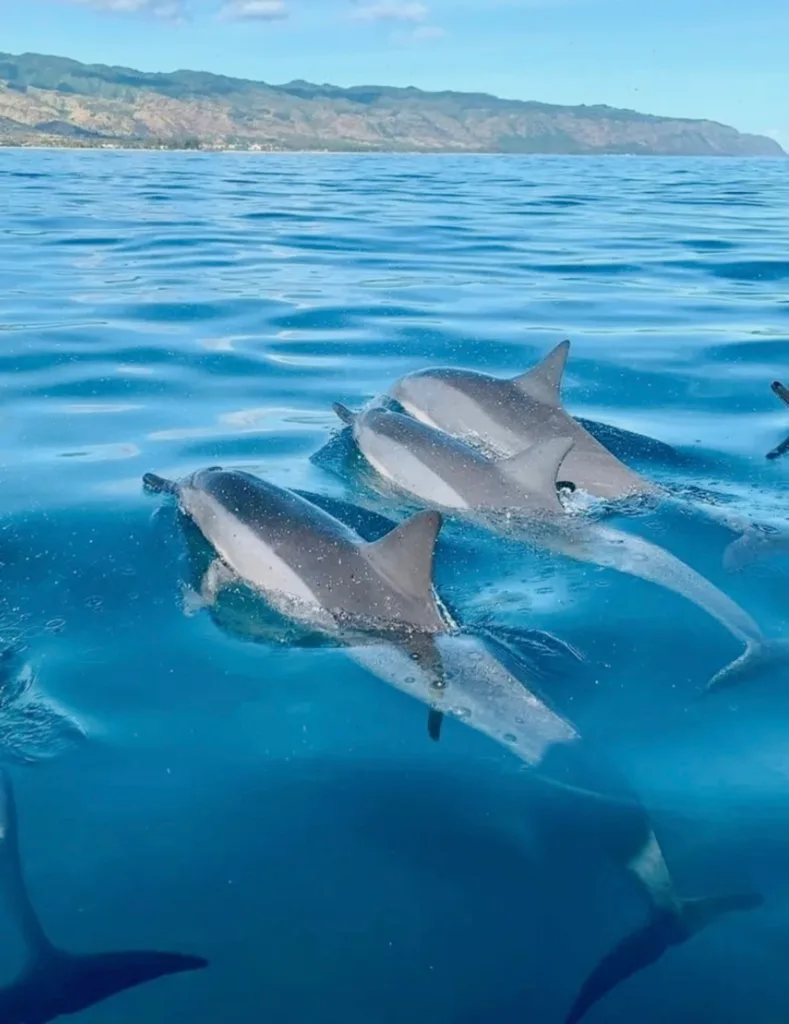 VIP private tour to see dolphins and turtles