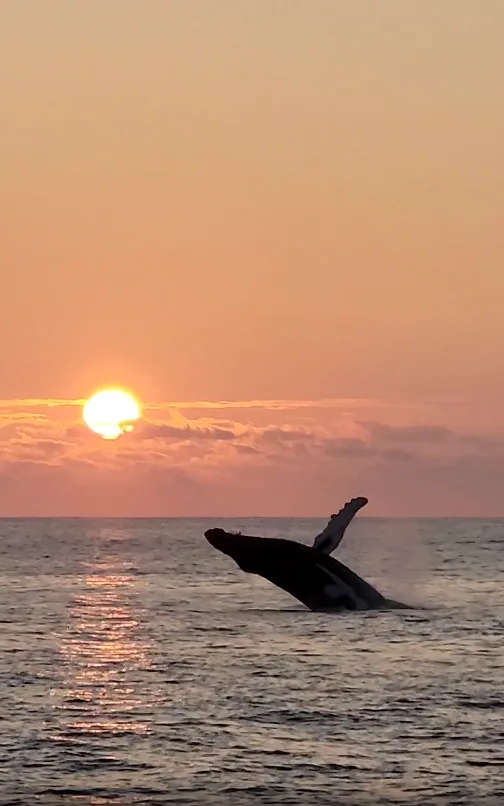 Whale watching adventure from Ko Olina harbor