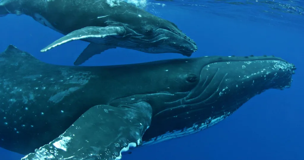Whale breaching the ocean surface during whale watch