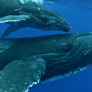 Whale breaching the ocean surface during whale watch