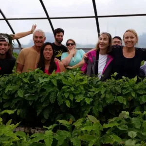 Tour exploring island coffee farms and local culture