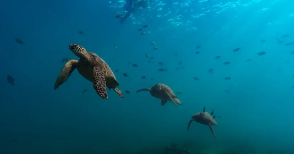 Private boat charter for scuba diving on Oahu