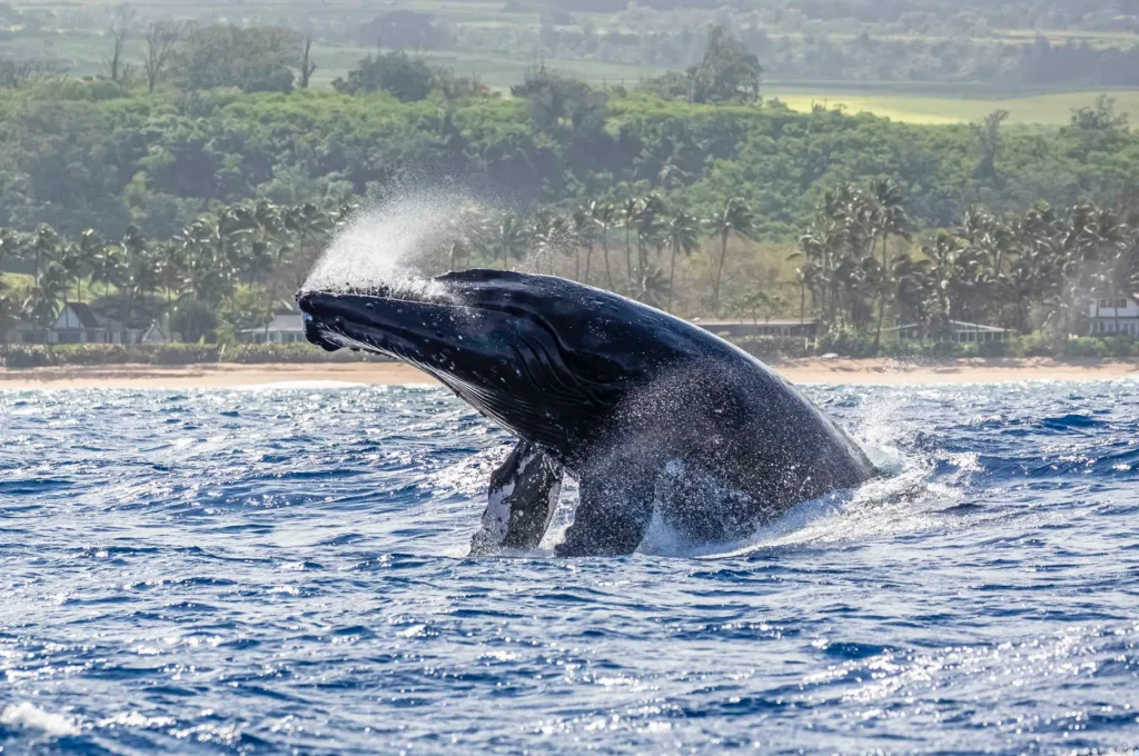 Whale watching tour spotting majestic ocean giants