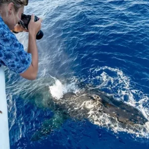 Cruise boat watching whales in open ocean