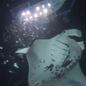 Manta ray gliding during sunset snorkeling tour