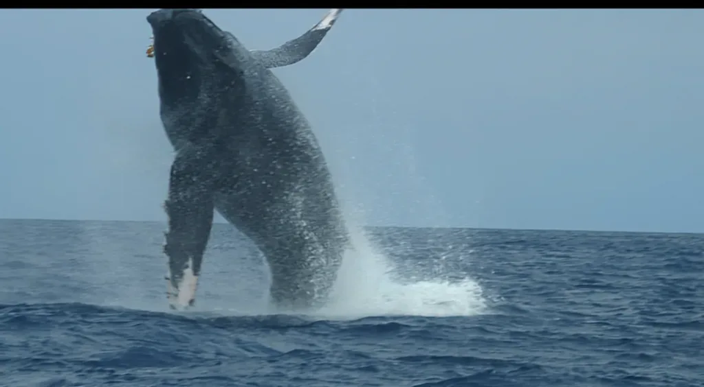 Whale breaching near the coastline on a clear day
