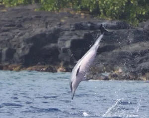 Snorkelers exploring marine life at Kealakekua Bay
