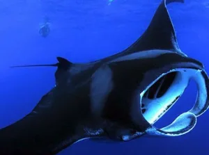 Exciting night adventure swimming with manta rays