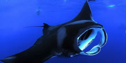 Exciting night adventure swimming with manta rays