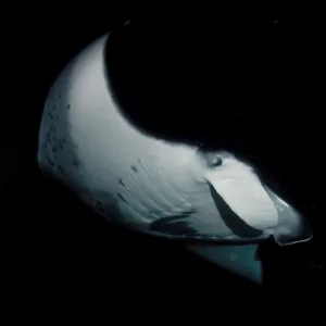 Sunset cruise boat sailing with manta rays nearby