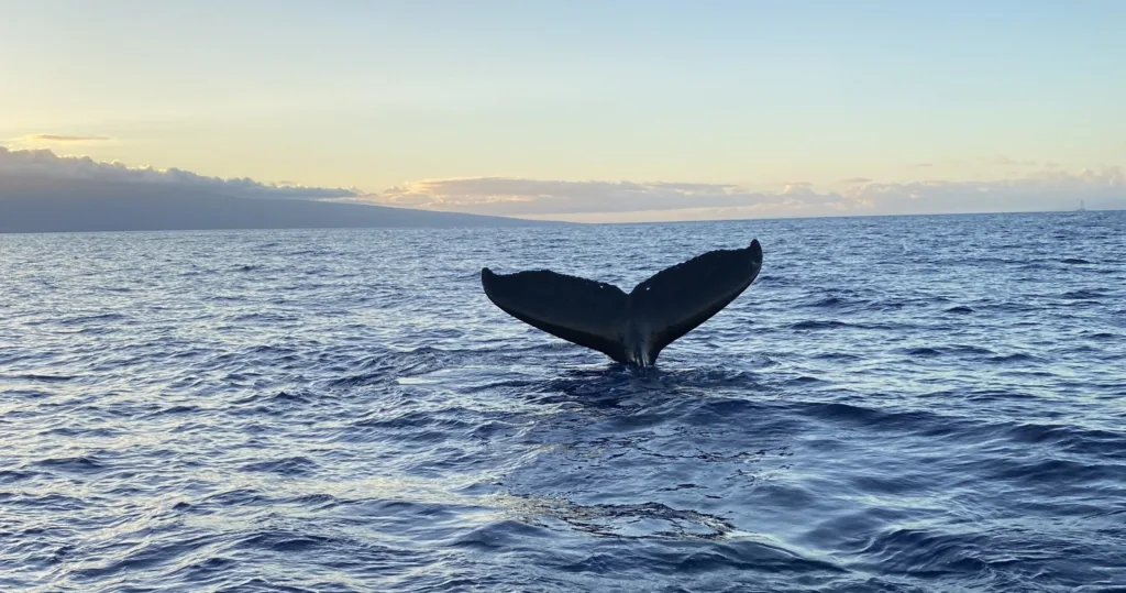 Private whale watching charter in Kona's ocean waters