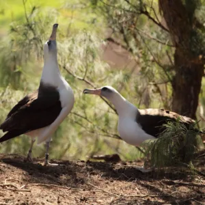 Colorful tropical birds perched in Kauai forest