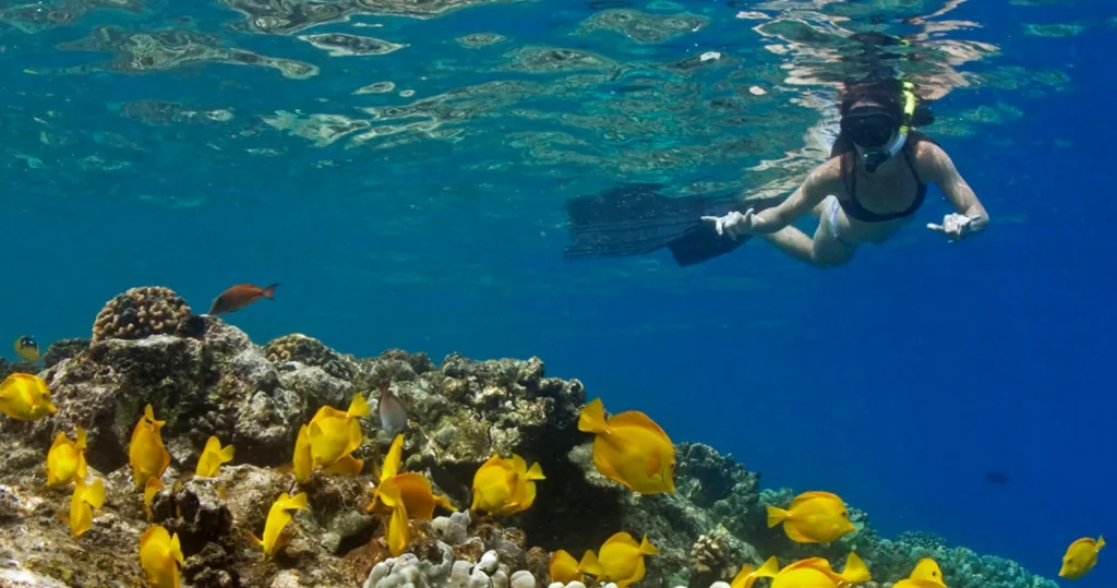 Dolphins swimming near snorkelers in clear Hawaiian waters
