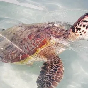 Private charter cruise to East Oahu sandbar on Tritoon boat