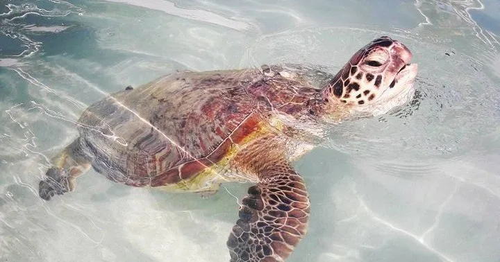 Private charter cruise to East Oahu sandbar on Tritoon boat