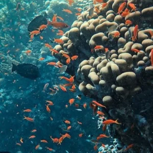 Private Waikiki snorkel cruise exploring vibrant coral reefs