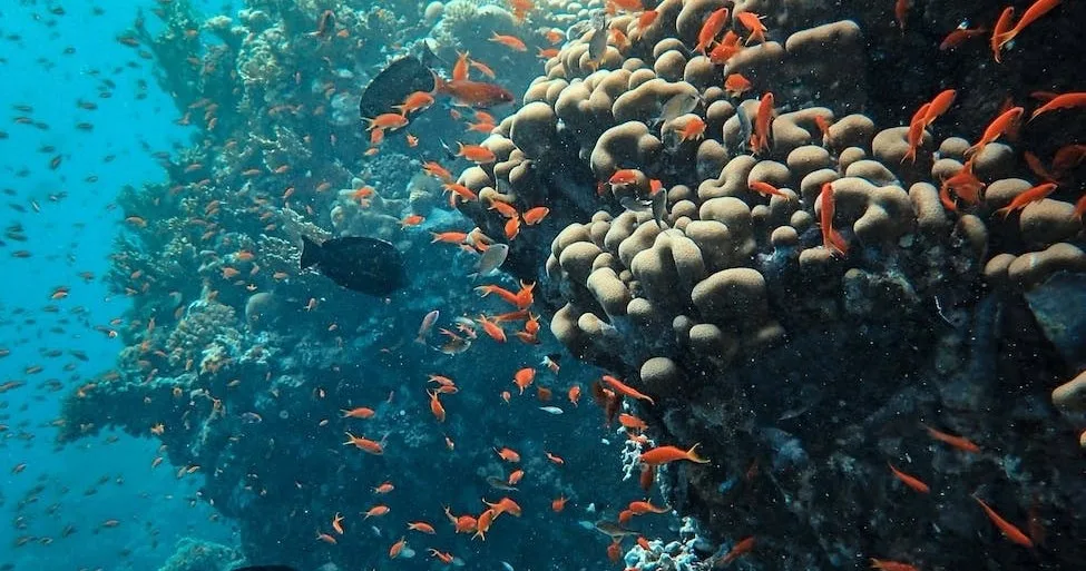 Private Waikiki snorkel cruise exploring vibrant coral reefs