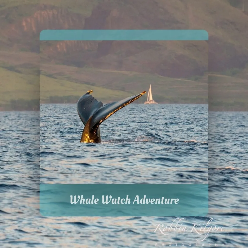 Humpback whale watching tour with Banyan Tree Adventures