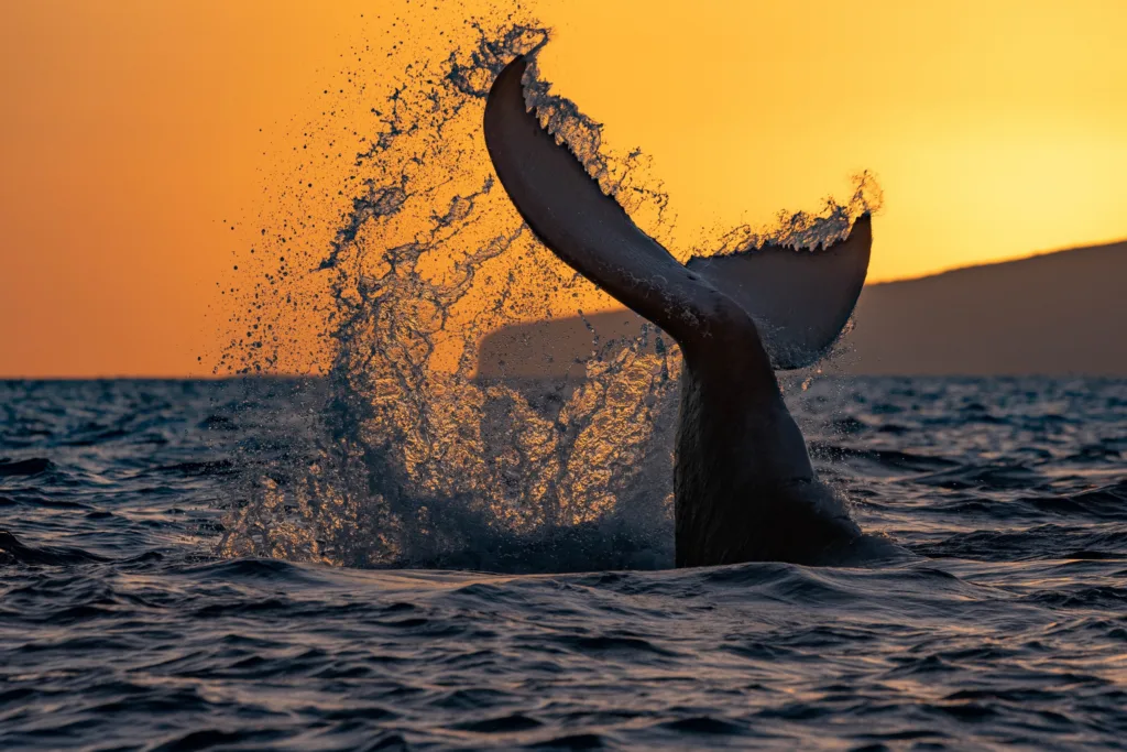 Couple dining outdoors during Maui sunset with whale watching