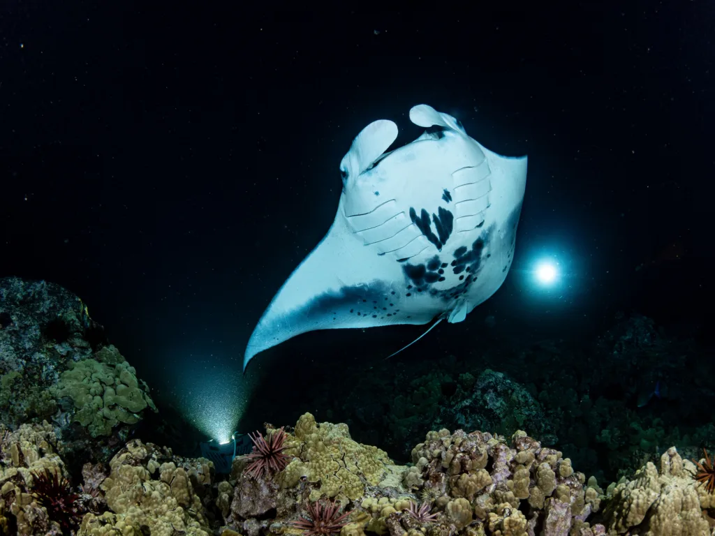 Divers swimming near manta rays in clear Kona waters