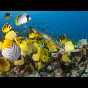 Two tank scuba diving adventure in tropical waters