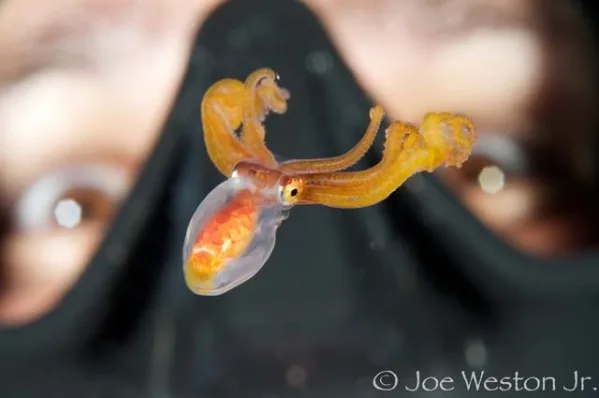 Pelagic Magic single tank scuba diving excursion