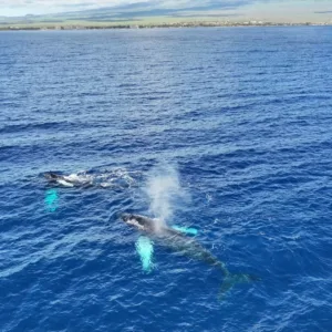 Private catamaran cruise watching whales in Maui