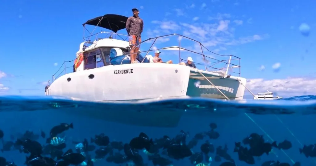 Snorkelers swimming with sea turtles during a semi-private catamaran cruise