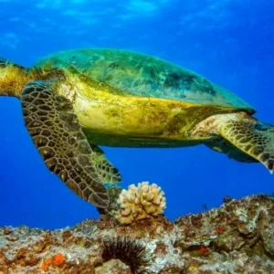 Exciting two tank scuba dive exploring Oahu's underwater world