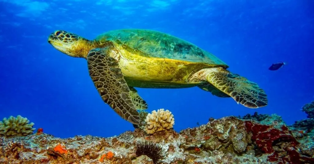 Exciting two tank scuba dive exploring Oahu's underwater world