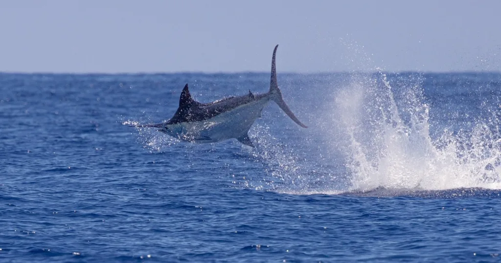Three quarter day boat trip visiting popular marine spots