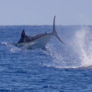 Three quarter day boat trip visiting popular marine spots