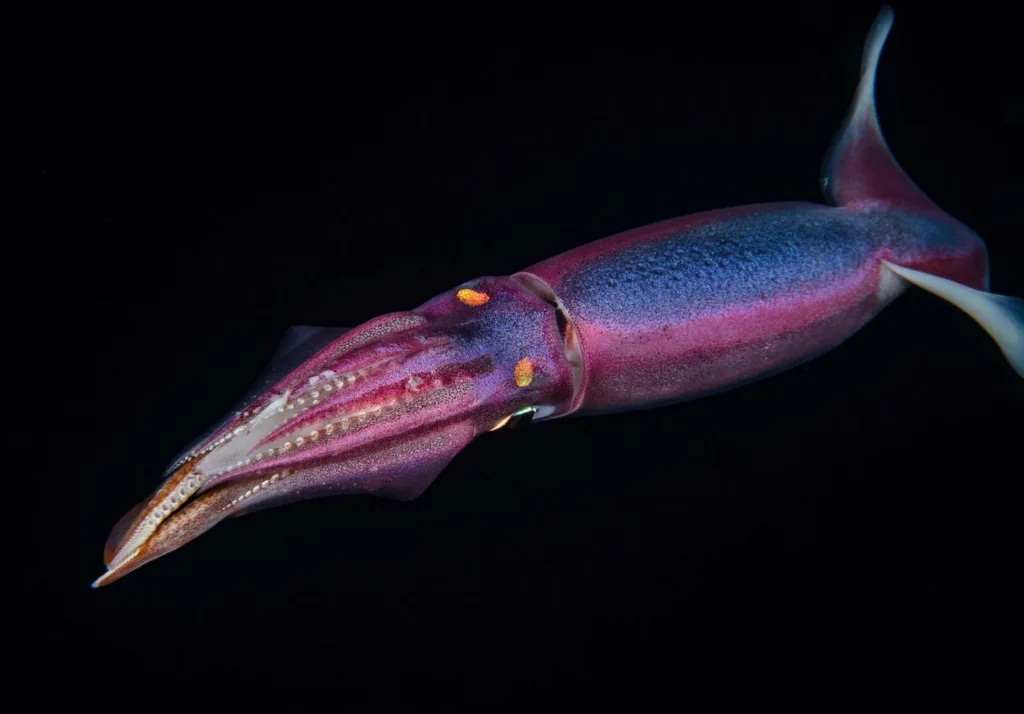 Private charter boat floating on clear ocean waters