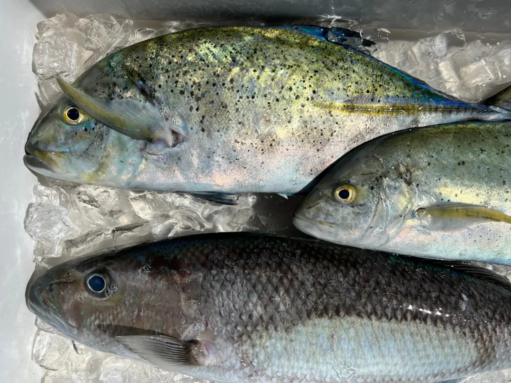 Fishing excursion using live bait for bottom fishing