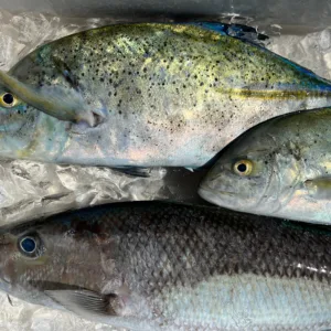 Fishing excursion using live bait for bottom fishing