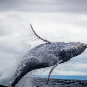 Large whale breaching the ocean surface near boat