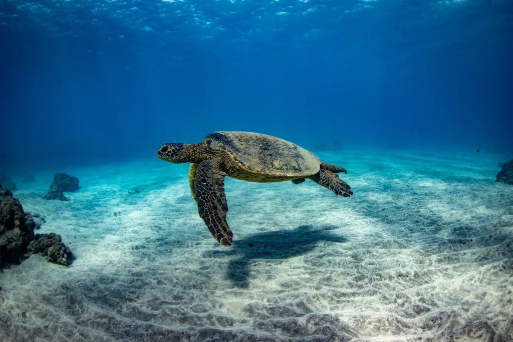 Snorkelers exploring vibrant Turtle Reef in afternoon