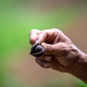 Visitors touring a macadamia nut farm and hydroponic garden